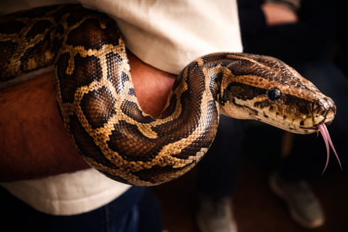 Maskování živočichů